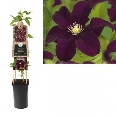 clematis warszawska nike 3.0 etiket