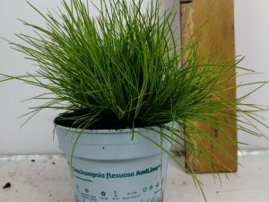 deschampsia flexuosa Amilime