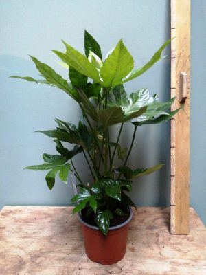 fatsia