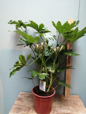 fatsia