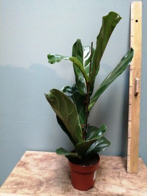 ficus lyrata
