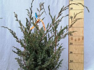 juniperus chin. blue alps clt 10 40/60 cesp.