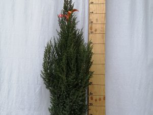 juniperus chin. stricta clt 10 100/125