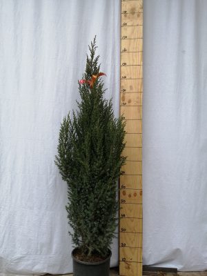 juniperus chin. stricta