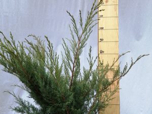 juniperus media pfitz.glauca clt 10 40/60 cesp.