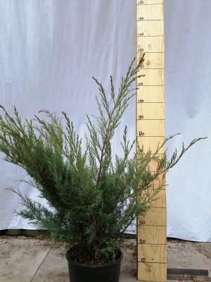 juniperus media pfitz.glauca