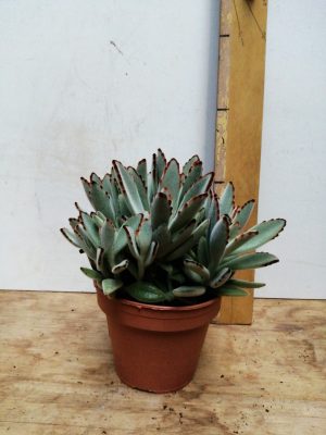 kalanchoe tomentosa