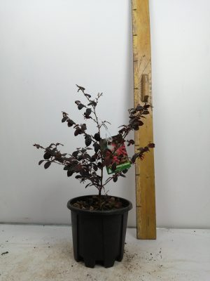 loropetalum chinense fire dance