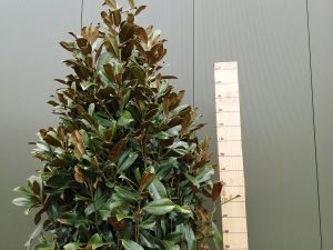 magnolia grand. gallisoniensis clt 45 175/200