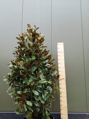 magnolia grand. Gallisoniensis