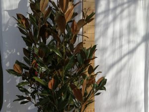magnolia grand. gallisoniensis clt 35 150/175