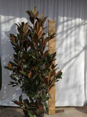magnolia grand. gallisoniensis