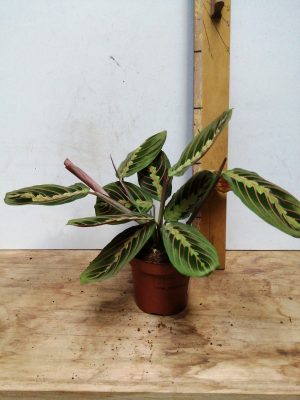 maranta fascinator