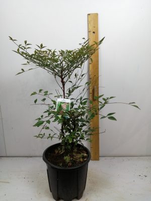 nandina domestica