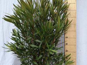 nerium oleander clt 30 100/125 rosa