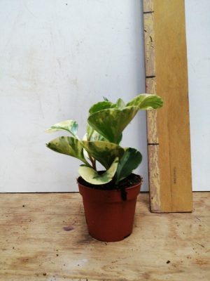 peperomia obt green gold