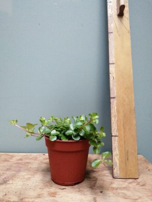 peperomia rotundifolia