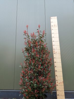 photinia fraseri robusta compacta