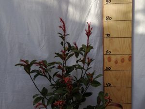 photinia fraseri robusta compacta clt 3 40/60