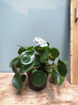 pilea peperomioides