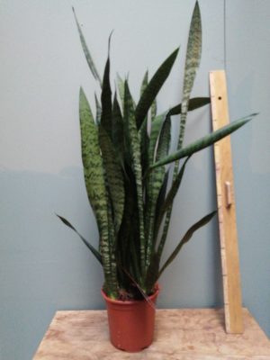 sanseveria zey