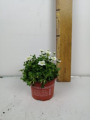 saxifraga ar tour la whi