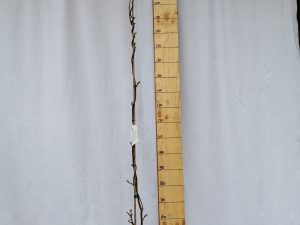 wisteria brachybotrys ykoyama fuji clt 3 150/