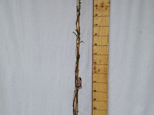 wisteria brachybotrys ykoyama fuji clt 10 250