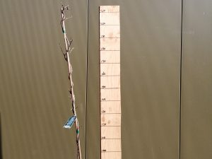 wisteria frutescens amethyst fall clt 3 150/1
