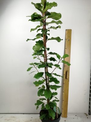 Ficus natal lynn