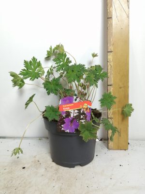 Geranium Kaya