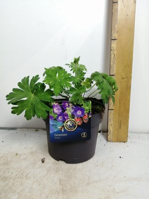 Geranium Rozanne