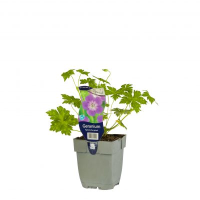 Geranium ‘Sylvia’s Surprise’