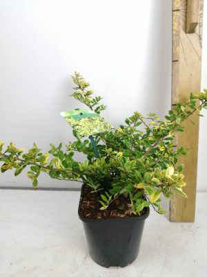 Ilex cren. ‘Golden Gem’