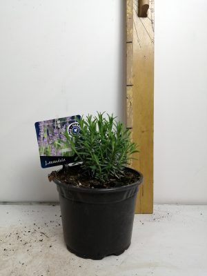 Lavandula ang. Munstead