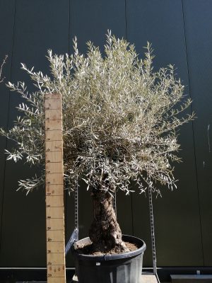 Olea bonsai