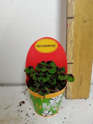 Oxalis deppei Geluk Nederlands
