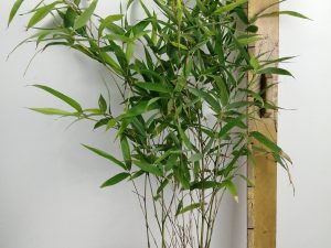 Phyllostachys atrovaginata