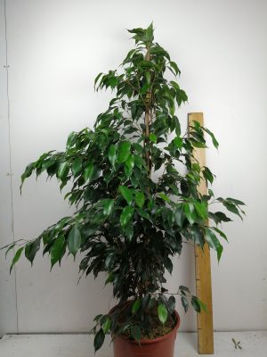 ficus be danielle