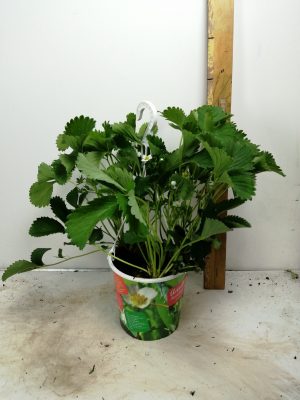 fragaria aardbei
