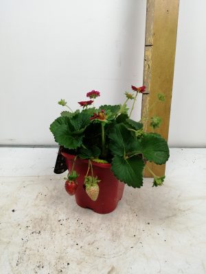fragaria (aardbei)