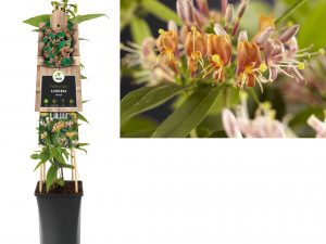 Lonicera henryi