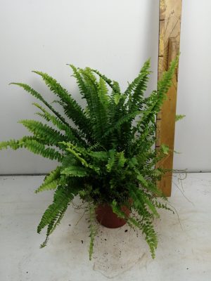 nephrolepis ex green lady