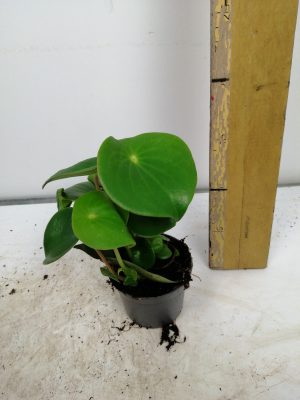 peperomia polybot raindrop