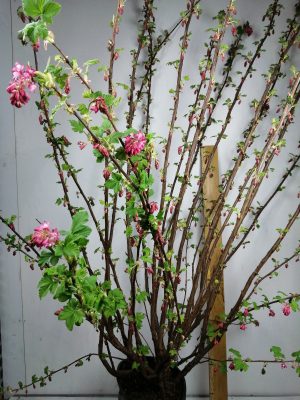 ribes sa king ed vii
