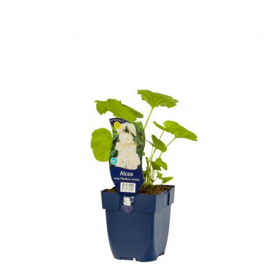 alcea rosea ‘pleniflora’ wit