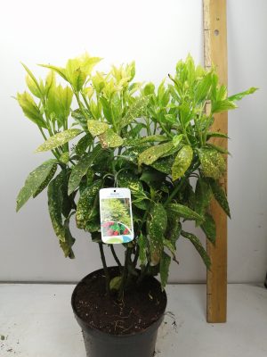 Aucuba jap. ‘Variegata’