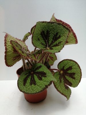 Begonia Masoniana P12