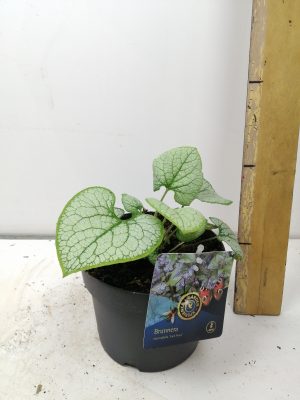 Brunnera macrophylla Jack Frost
