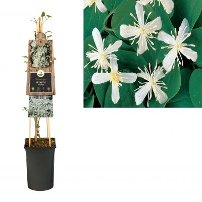 clematis terniflora